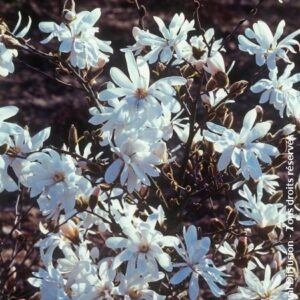 Magnolia stellata 'Waterlily'