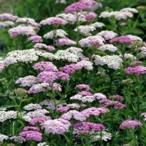 Achillea millefolium 'Apfelblüte'