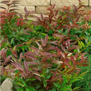 Leucothoe keiskei 'Royal Ruby'