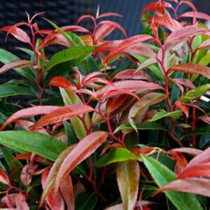 Leucothoe keiskei 'Burning Love'