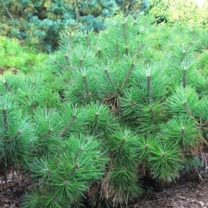 Pinus densiflora 'Alice Verkade' UUS!