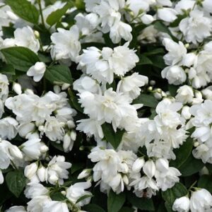 Philadelphus 'Snowbelle'