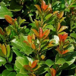 Prunus laurocerasus 'Etna'