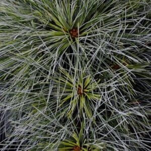 Pinus strobus 'Radiata'