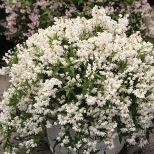 Deutzia 'Yuki Snowflake'