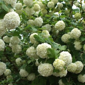 Viburnum opulus 'Roseum' syn. 'Sterile'