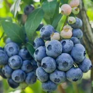 Kännasmustikas 'Blueray'