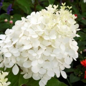 Hydrangea paniculata 'Phantom'