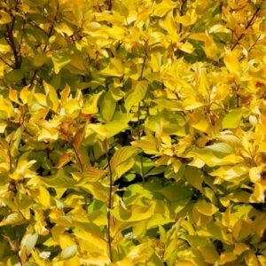 Cornus alba 'Aurea' UUS!