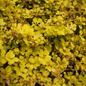 Berberis thunbergii 'Aurea'