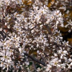Amelanchier lamarckii
