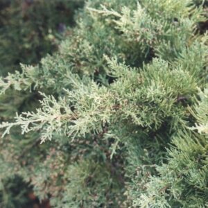 Juniperus x pfitzeriana 'Pfitzeriana Glauca'