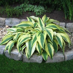 Hosta 'Lakeside Dragonfly'; hosta 'Lakeside Dragonfly'