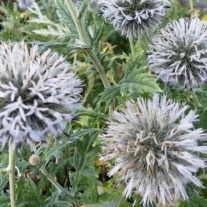 Echinops bannaticus 'Albus'; ungari mesiohakas 'Albus'