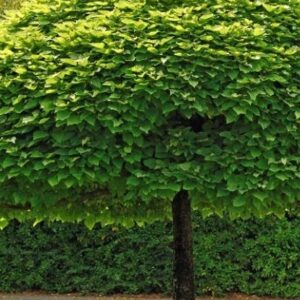 Catalpa bignonioides 'Nana'
