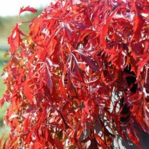 Parthenocissus quinq. 'Kirigami'