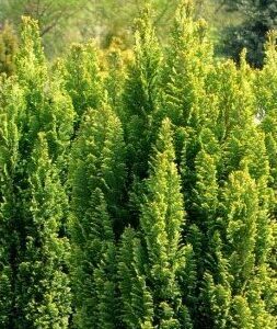 Chamaecyparis l. 'Ellwood's Gold' UUS!