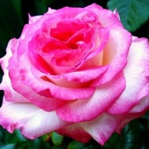 Pascal Sevran® UUS!