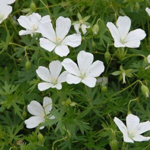 Geranium sanguineum 'Album'; verev kurereha 'Album'