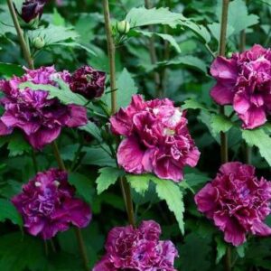 Hibiscus syriacus 'French Cabaret' Red UUS!
