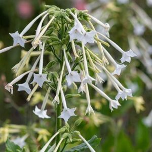 Nicotiana - mix UUS!