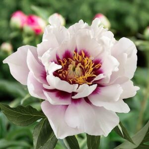 Paeonia itoh 'Cora Louise'; Itoh pojeng 'Cora Louise'