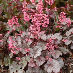 Heuchera 'Milan'; helmikpööris 'Milan'