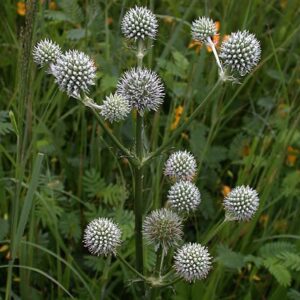 Eryngium yuccifolium; jukalehine ogaputk