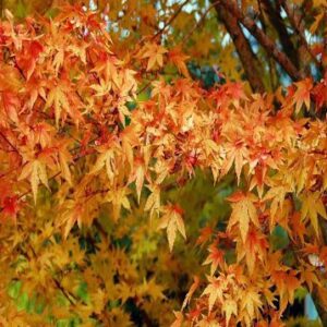 Acer palmatum 'Sango-kaku'