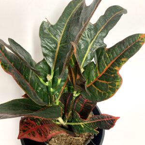 Codiaeum variegatum "Excellent"