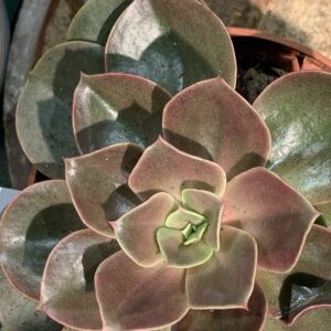 Echeveria "Magic Red"