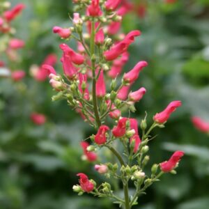 Scrophularia macrantha 'Cardinale Red' UUS!
