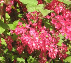 Ribes sanguineum 'King Edward VII'