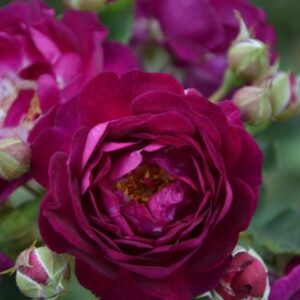 Rosengarten Zweibrücken®