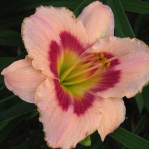 Hemerocallis 'Wineberry Candy'; päevaliilia 'Wineberry Candy'