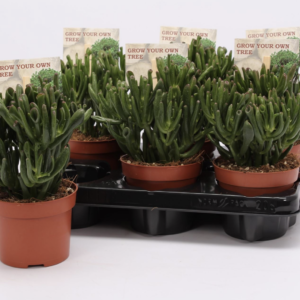 Crassula ovata "Hobbit"