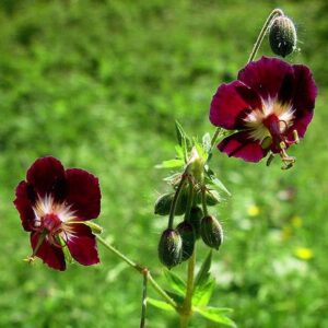 Geranium phaeum; tõmmu kurereha