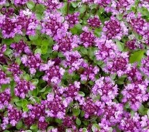 Thymus praecox 'Coccineus' UUS!