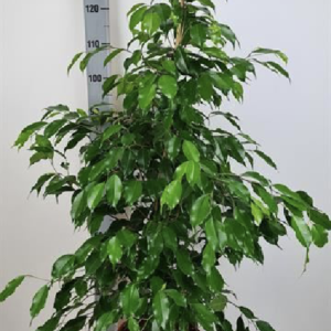 Ficus benjamina "Exotica"