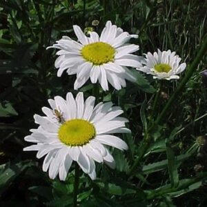 Leucanthemum x superbum 'Alaska'; suureõieline härjasilm 'Alaska'