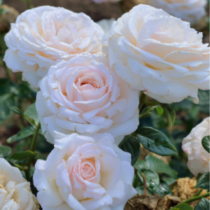 La Sauvagine Terre et Passion® UUDIS!