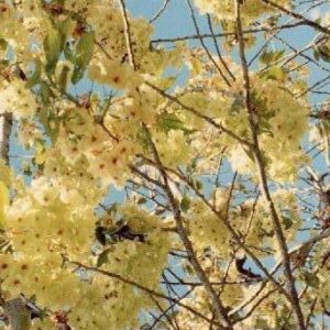 Prunus serrulata 'Ukon'