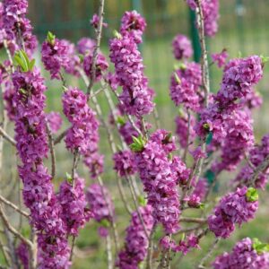 Daphne mezereum 'Rubrum'