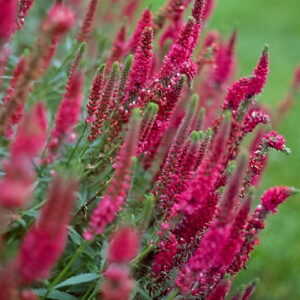 Veronica spicata 'Rotfuchs'