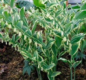 Polygonatum x hybridum 'Striatum'