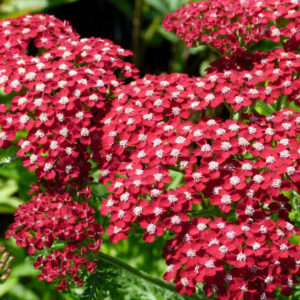 Achillea millefolium 'Red Velvet'