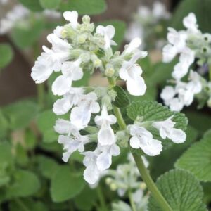 Nepeta racemosa 'Snowflake'; Mussini naistenõges 'Snowflake'