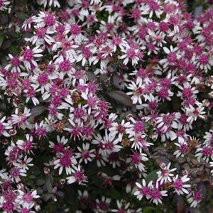 Aster lateriflorus / Symphyotrichum lateriflorum 'Lady in Black'; vits-sügisaster 'Lady in Black'