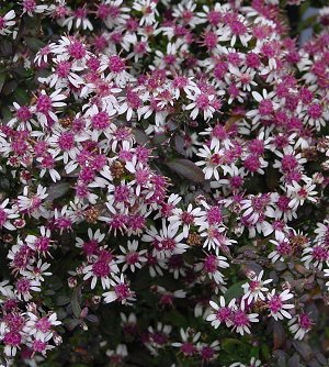 Aster lateriflorus / Symphyotrichum lateriflorum 'Lady in Black'; vits-sügisaster 'Lady in Black'