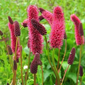 Sanguisorba menziesii